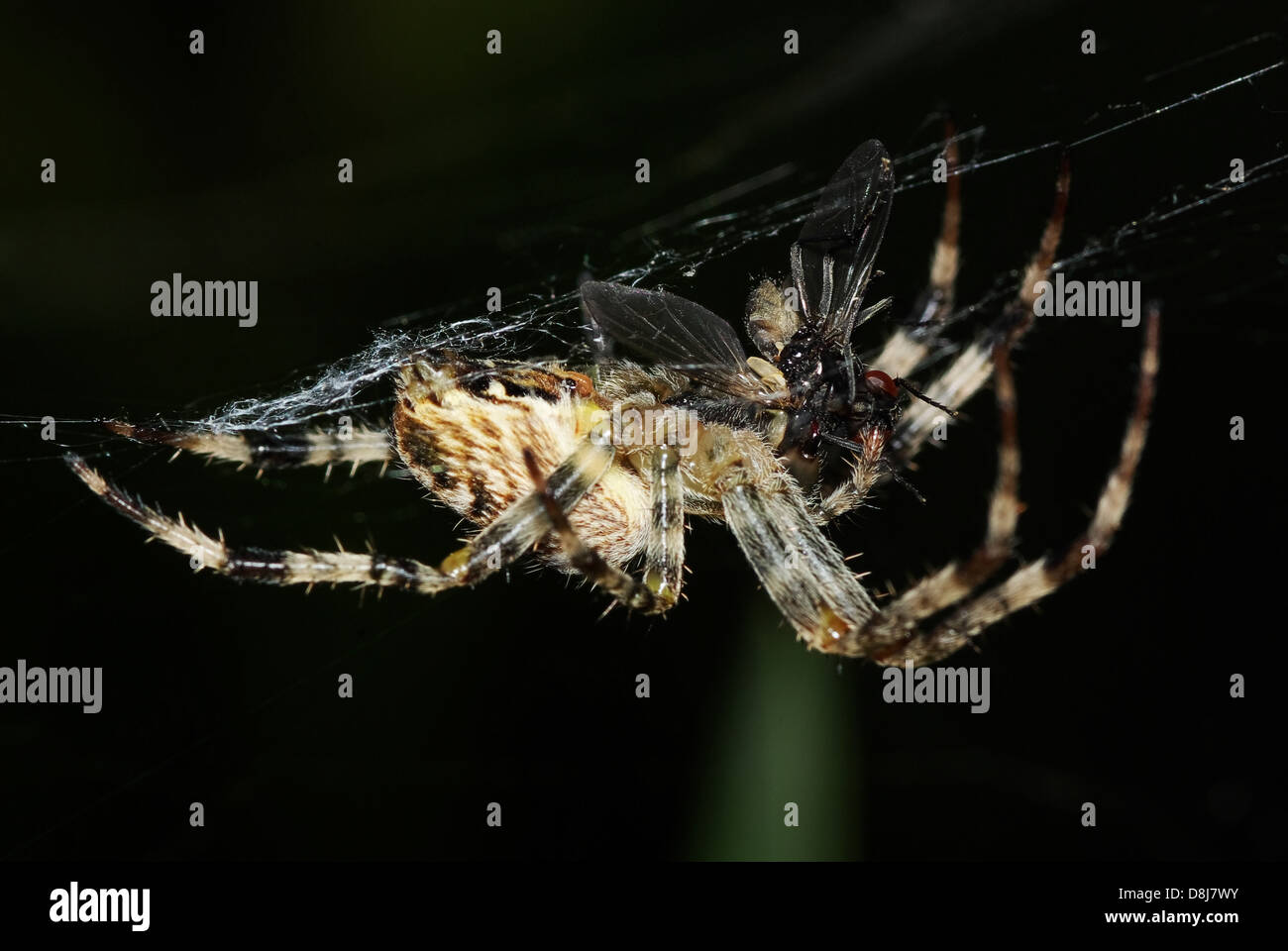 Spider with captured Fly Stock Photo