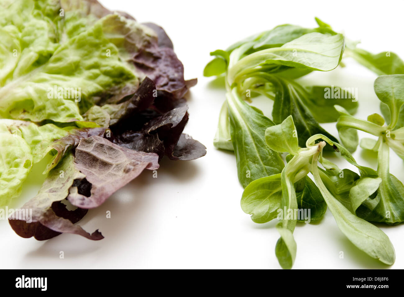 Field salad Stock Photo
