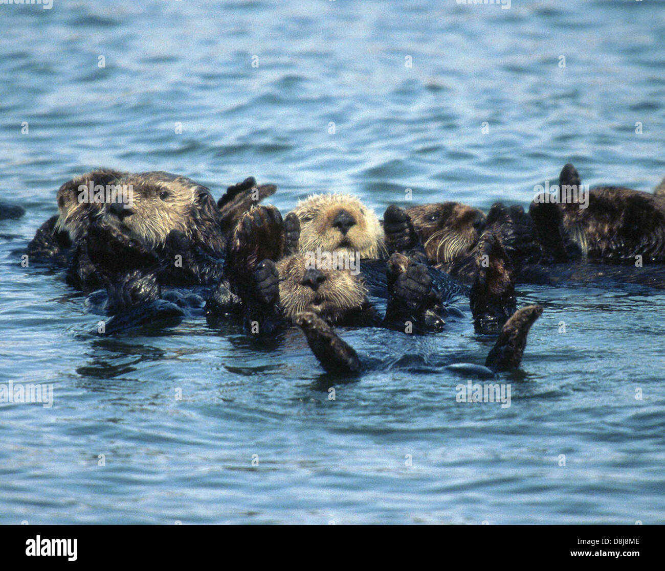 this-image-shows-a-group-of-sea-otters-enhydra-lutris-floating-on