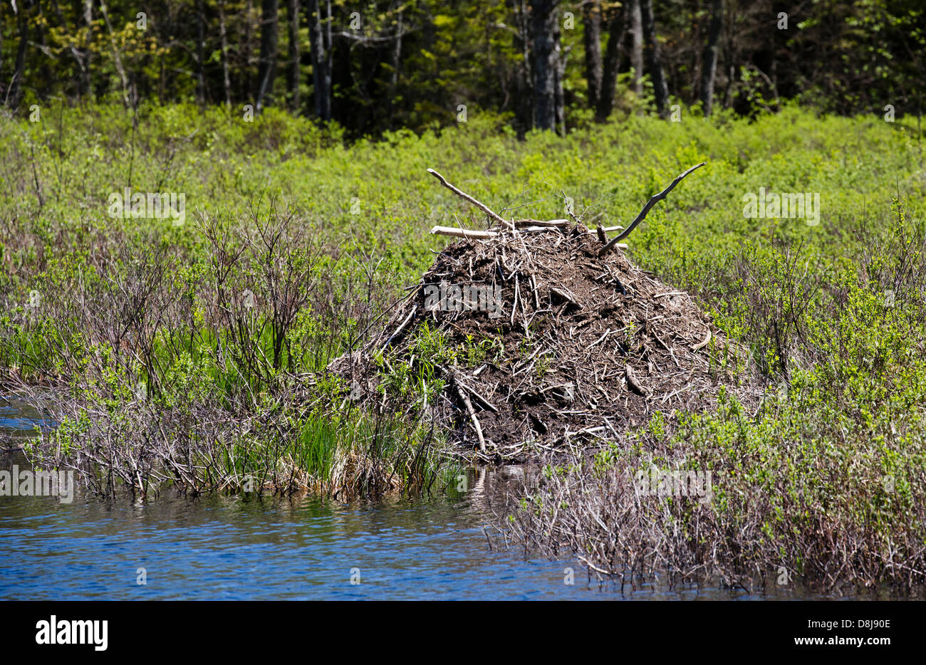 Beaver lodge with entrance Stock Photo Alamy