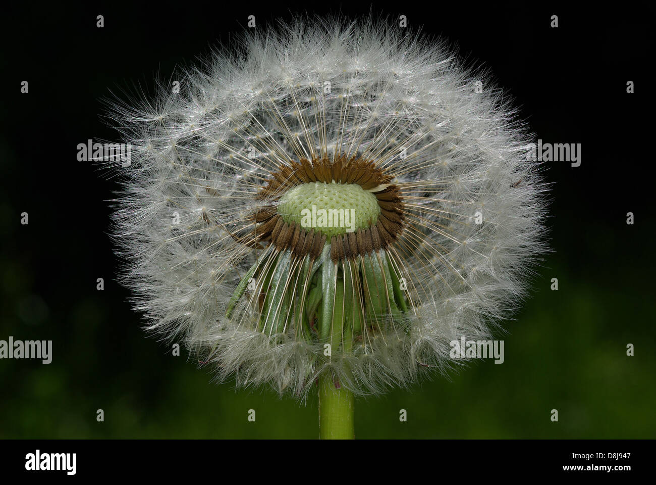 Withered Dandelion Blossom Stock Photo