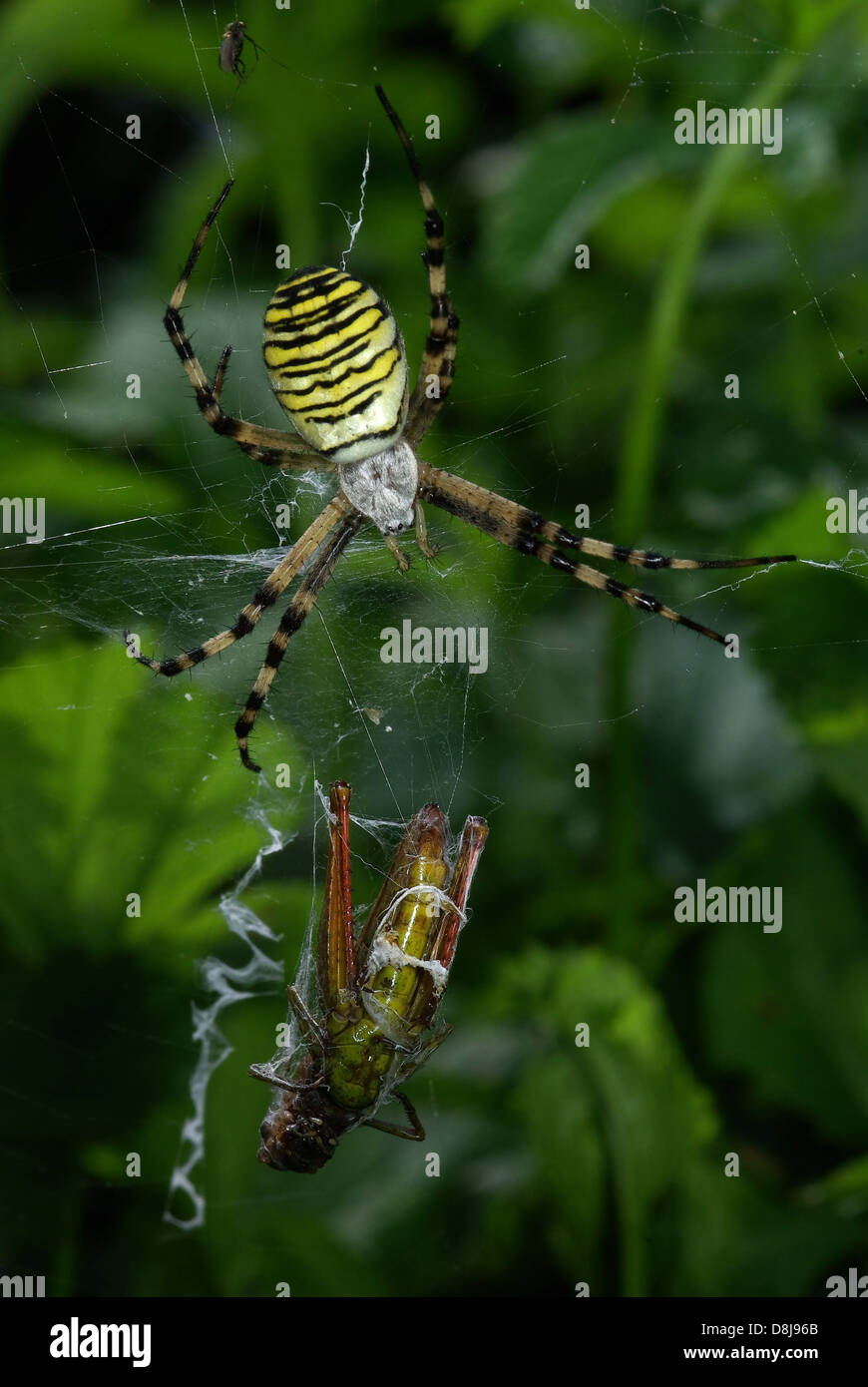 Wasp Spider with Prey webbed Stock Photo - Alamy
