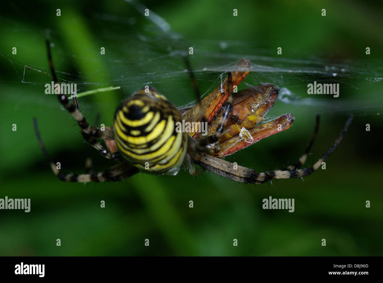 Wasp Spider with Prey webbed Stock Photo - Alamy