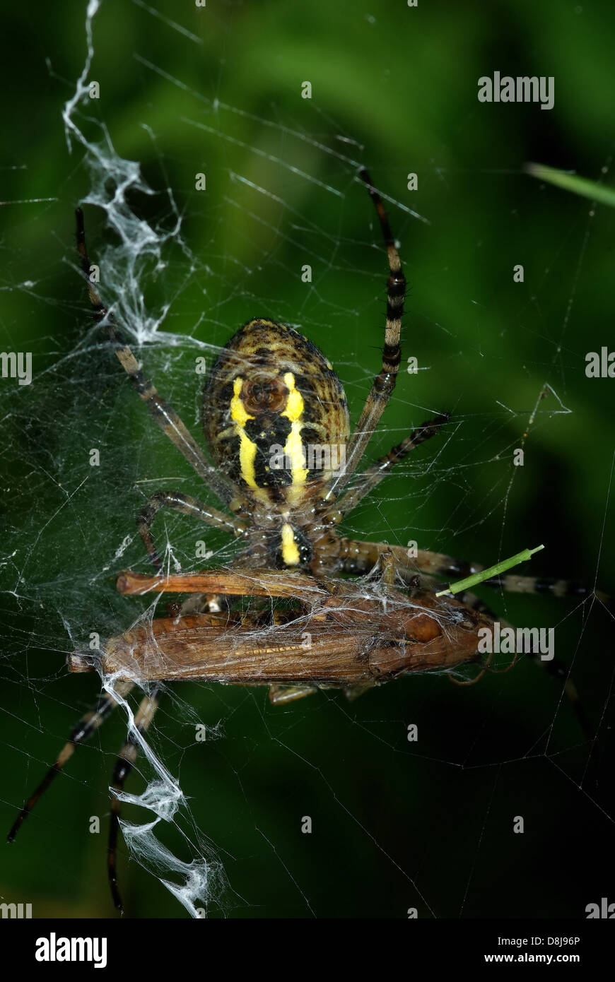 Wasp Spider with Prey webbed Stock Photo - Alamy