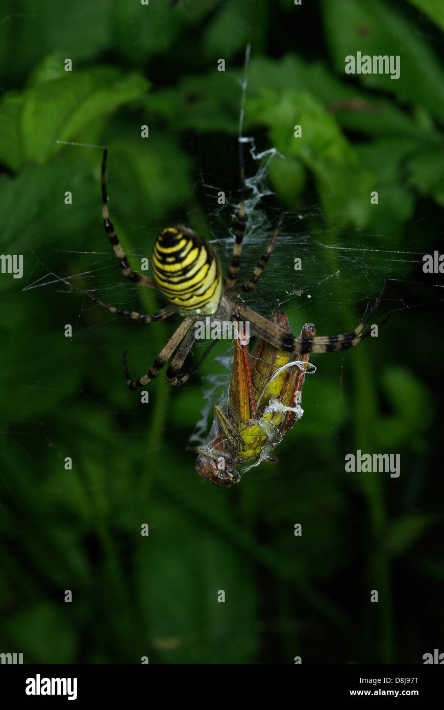 Wasp Spider with Prey webbed Stock Photo - Alamy