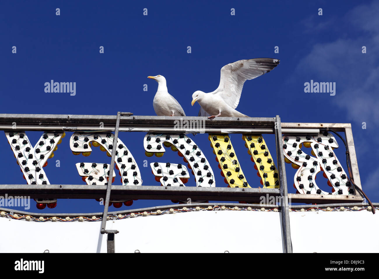 Two seagulls perched on a sign at a fairground, UK Stock Photo
