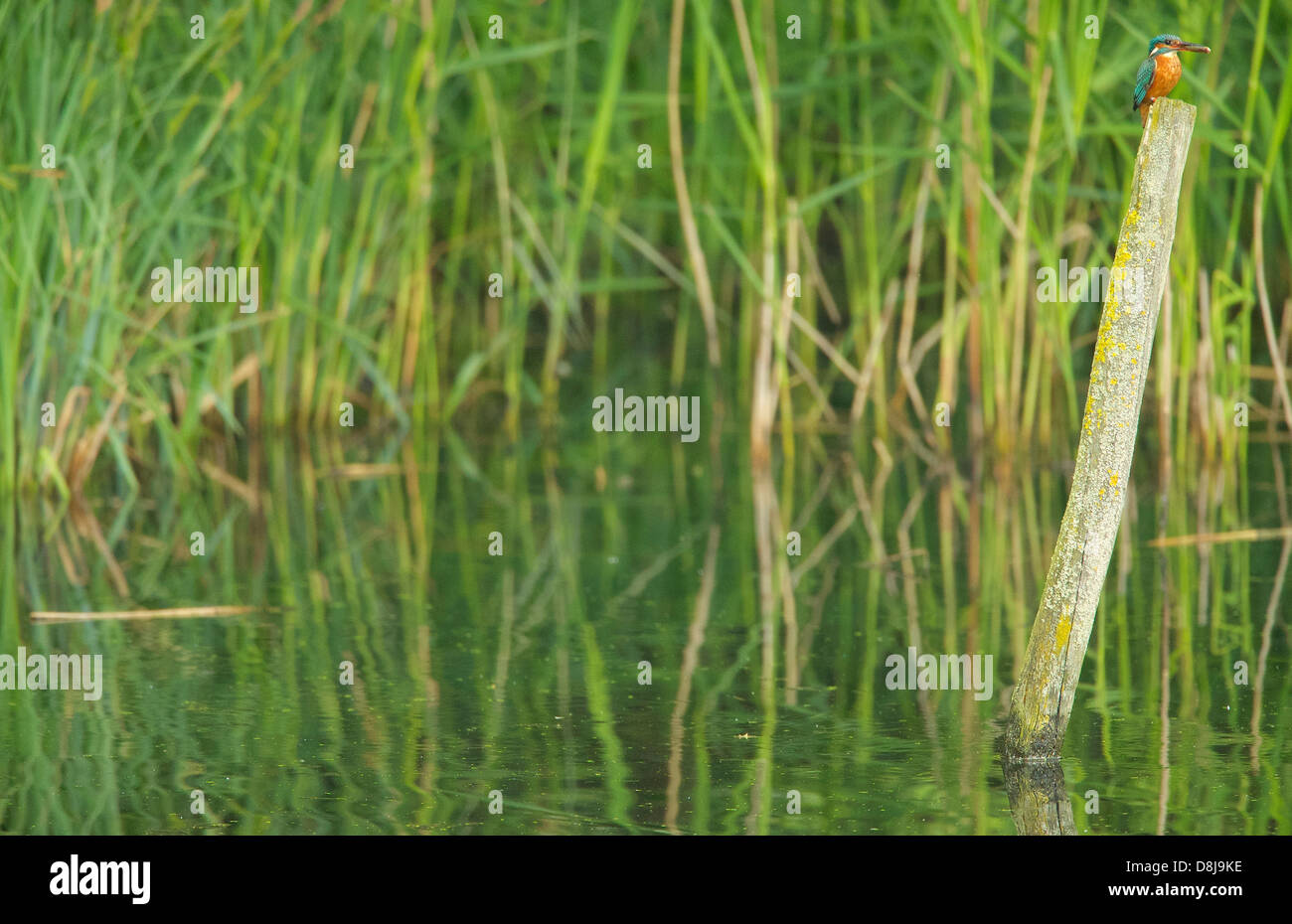Kingfisher in its natural environment on the riverbank Stock Photo