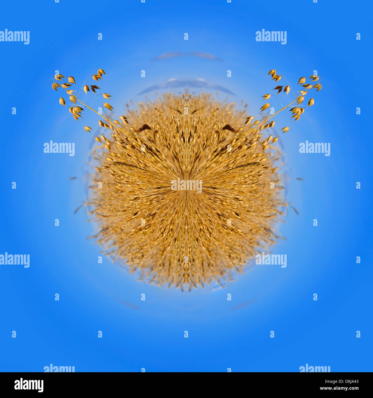 wheat and blue sky in spherical panorama Stock Photo