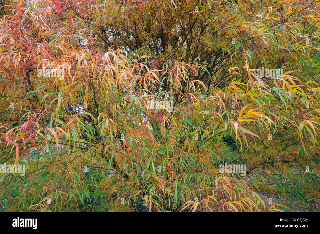 ACER PALMATUM KOTO NO ITO Stock Photo Alamy