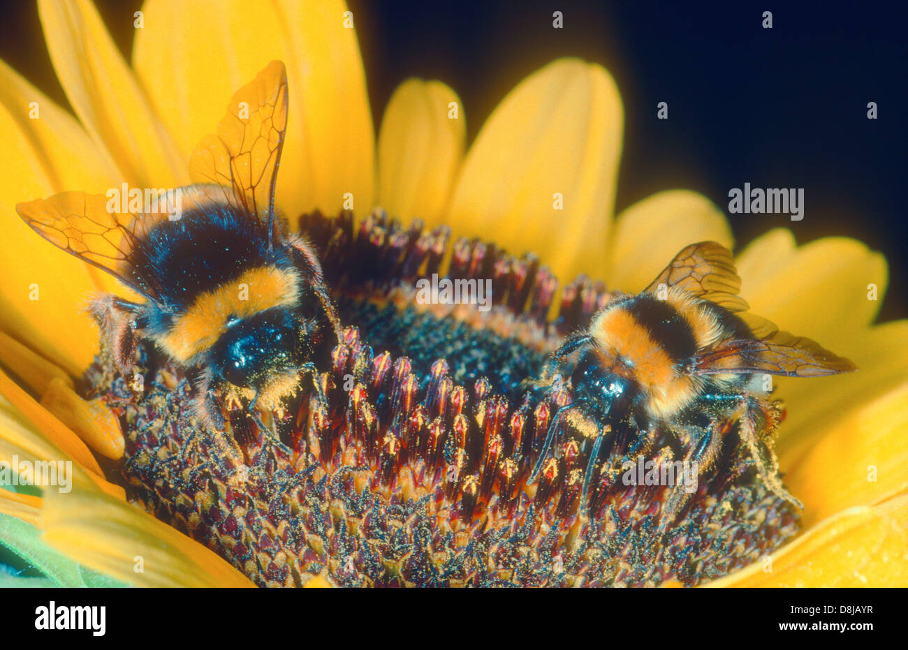 Bull-tailed Bumble Bees (Bombus terrestris)  Two feeding on sunflower Stock Photo