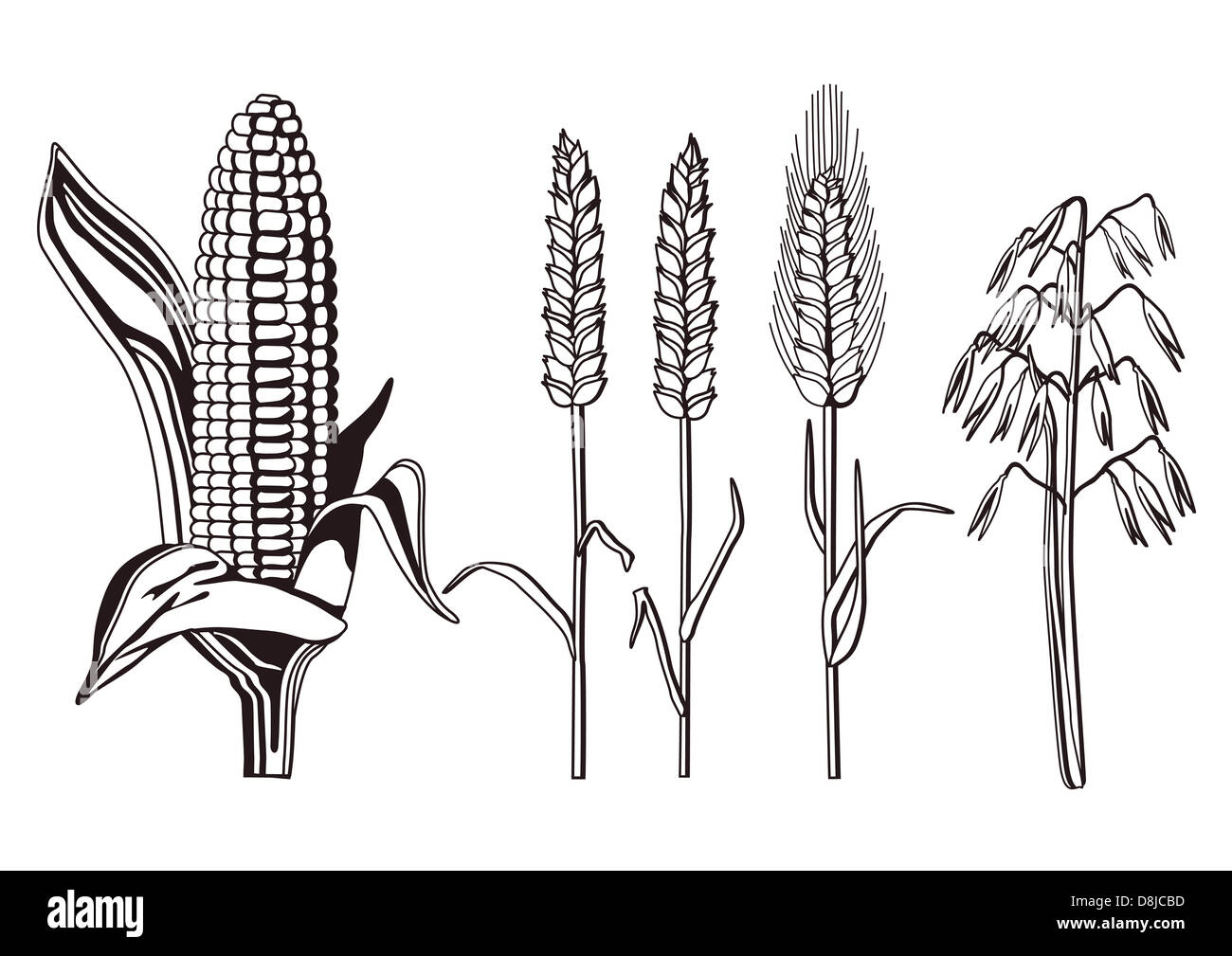 Mais korn Cut Out Stock Images & Pictures - Alamy