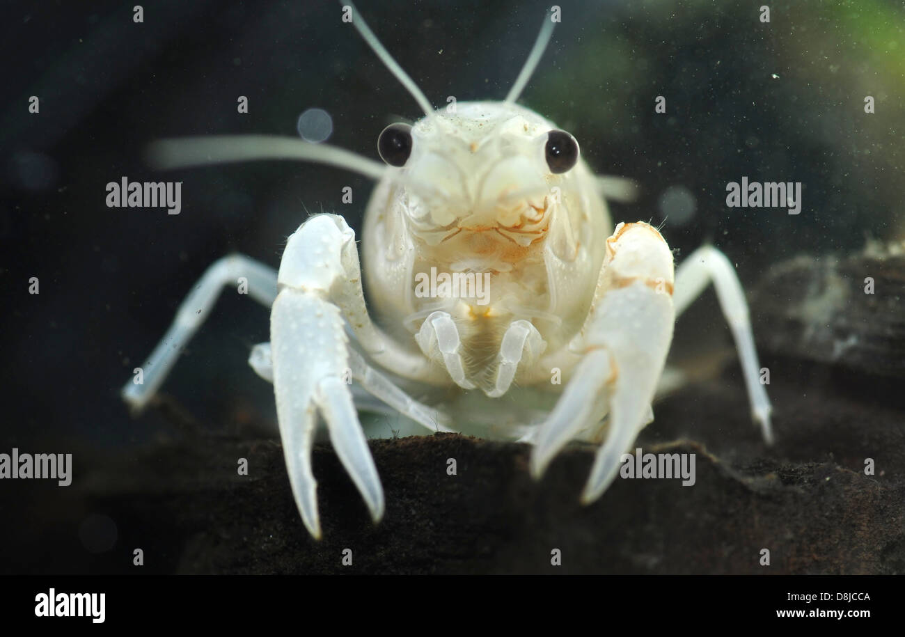 A Portrait of a White Crayfish Stock Photo
