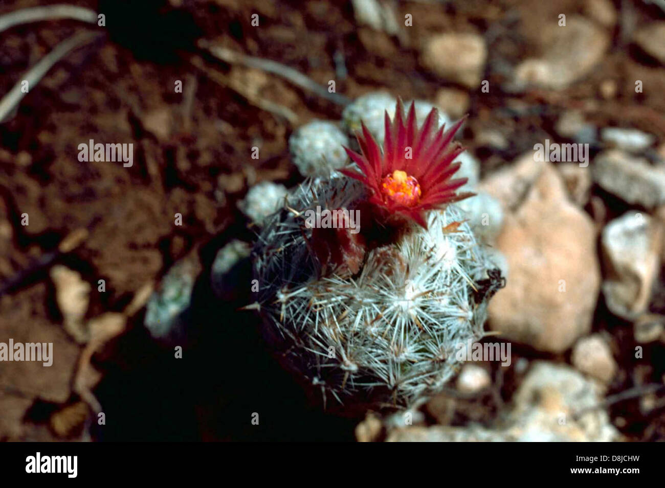 Lee pincushion cactus Stock Photo Alamy