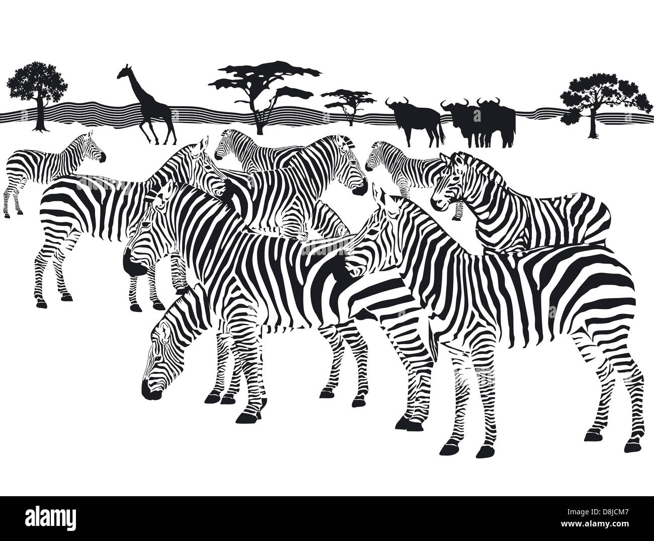herd of zebras Stock Photo