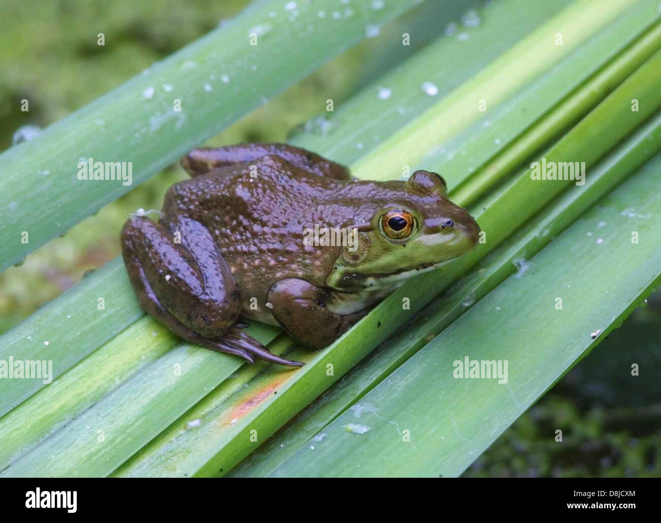 Lithobates catesbeianus bullfrog amphibian. Stock Photo