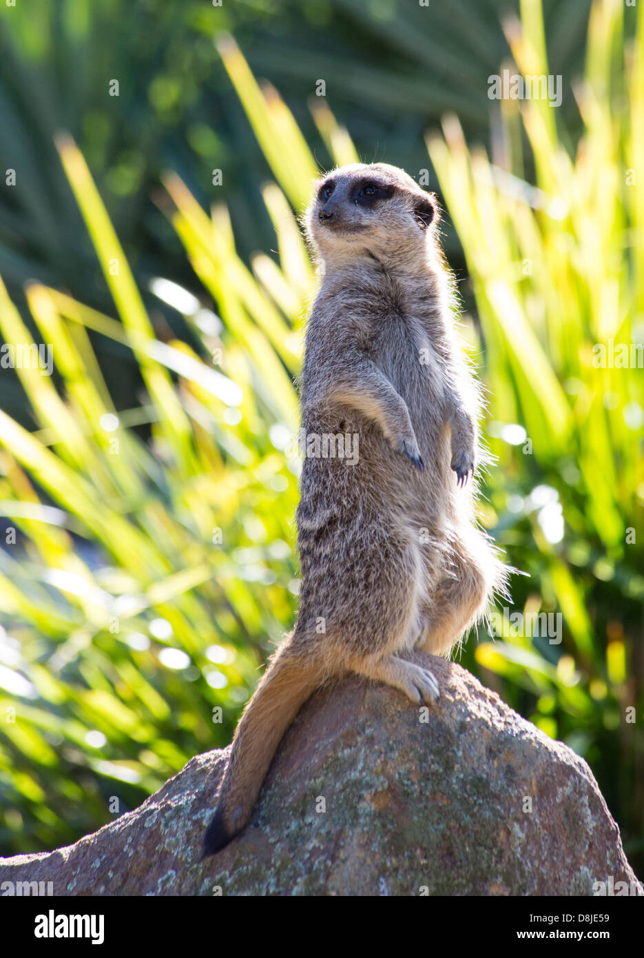 Meerkat (Suricata suricatta) sitting on a rock Stock Photo
