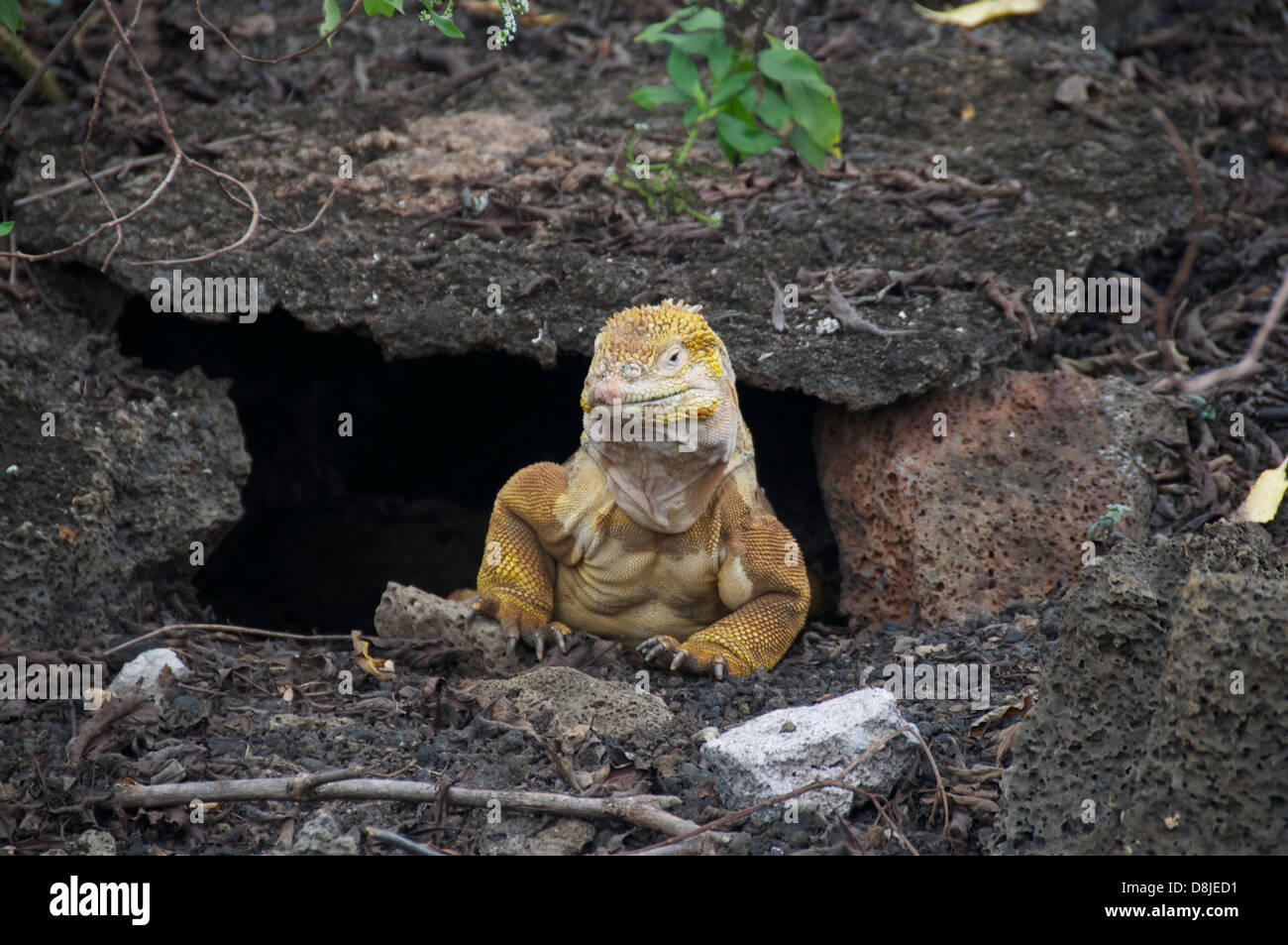 yellow iguana in rock Stock Photo