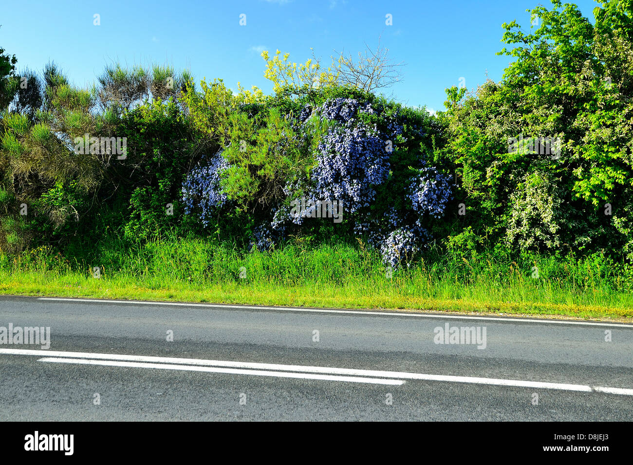 Road edged with a hurdle of shrubs with blue flowers (Morbihan gulf, Brittany, France). Stock Photo
