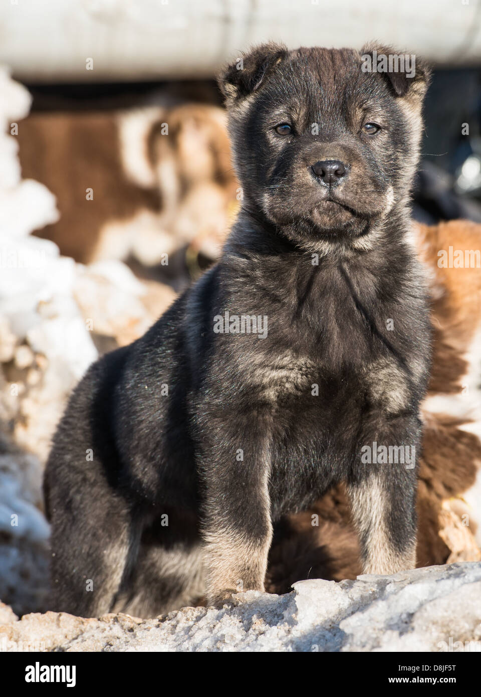 little puppy in the snow Stock Photo