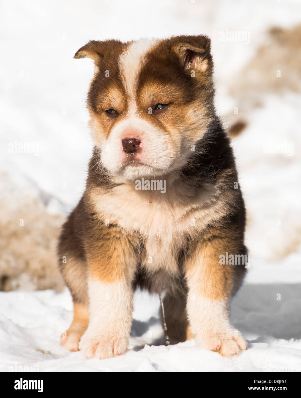 little puppy in the snow Stock Photo
