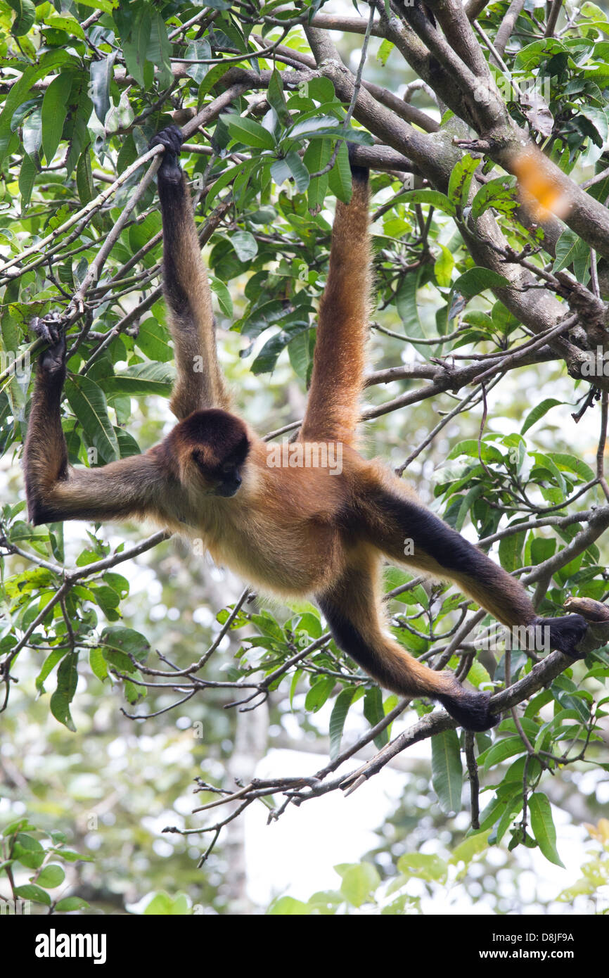 Central American Spider Monkey, Ateles geoffroyi, Costa Rica Stock Photo