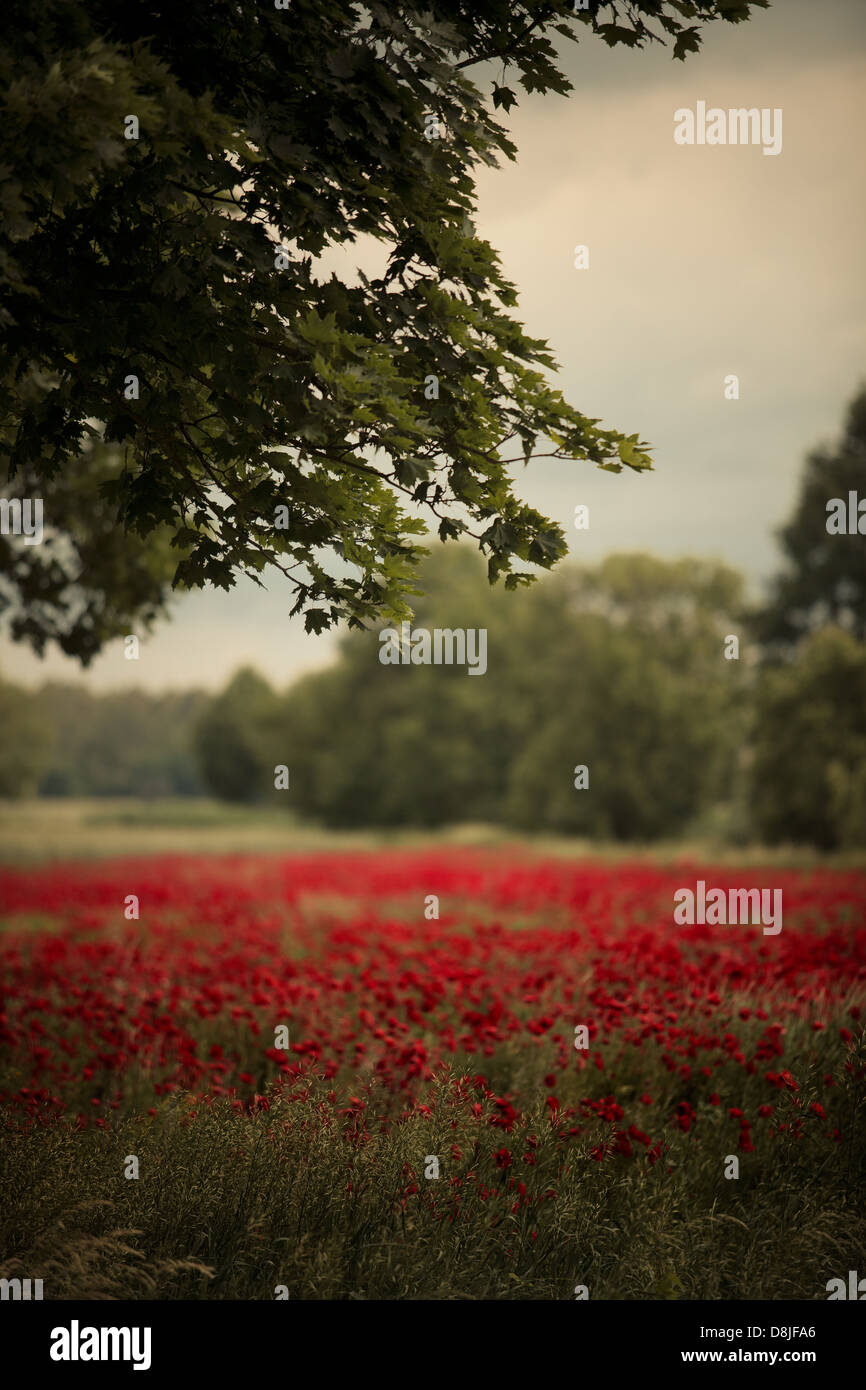 Red Poppy Flowers Stock Photo - Alamy