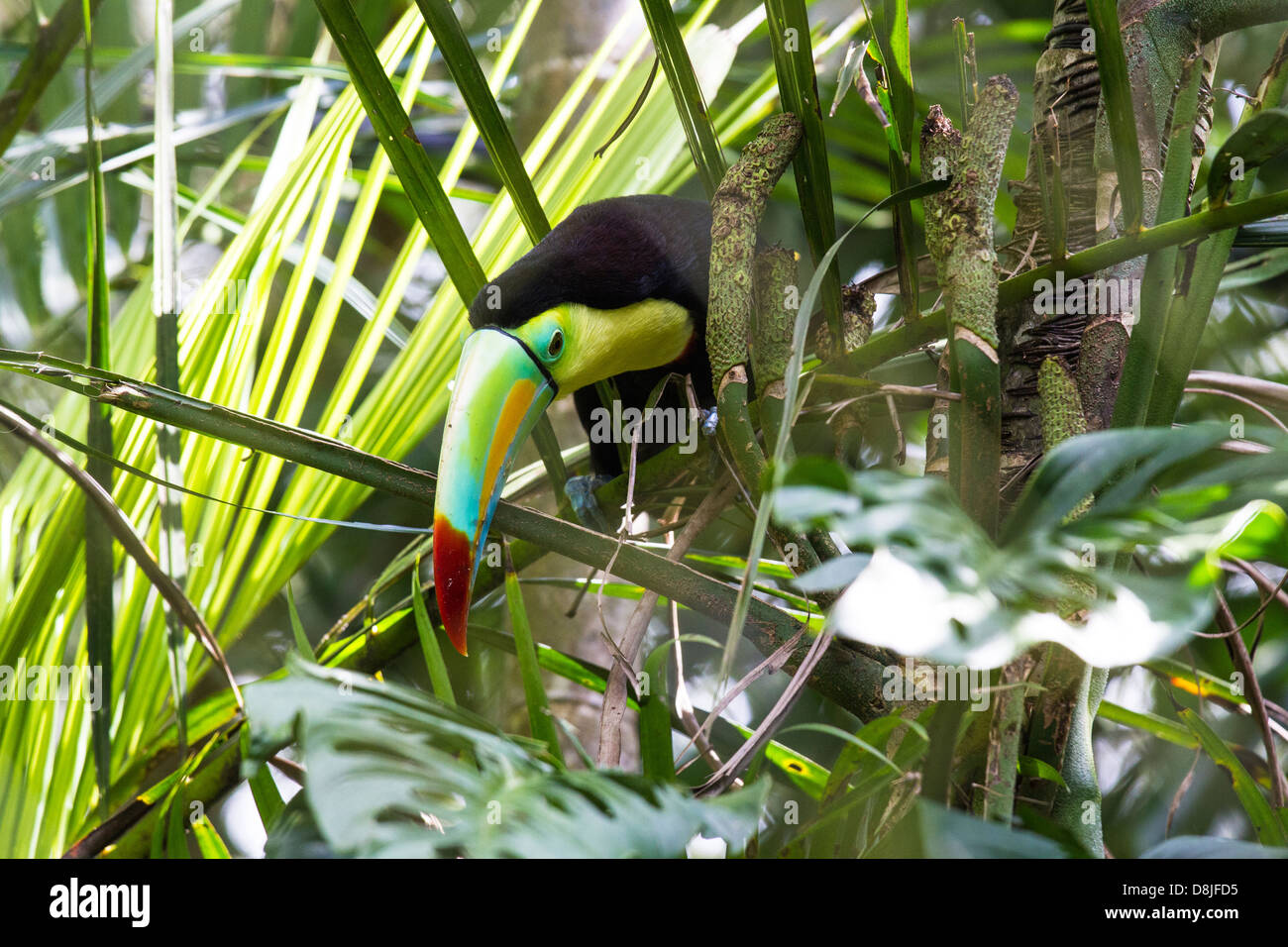 Keel-Billed Toucan, Ramphastos sulfuratus, Costa Rica Stock Photo