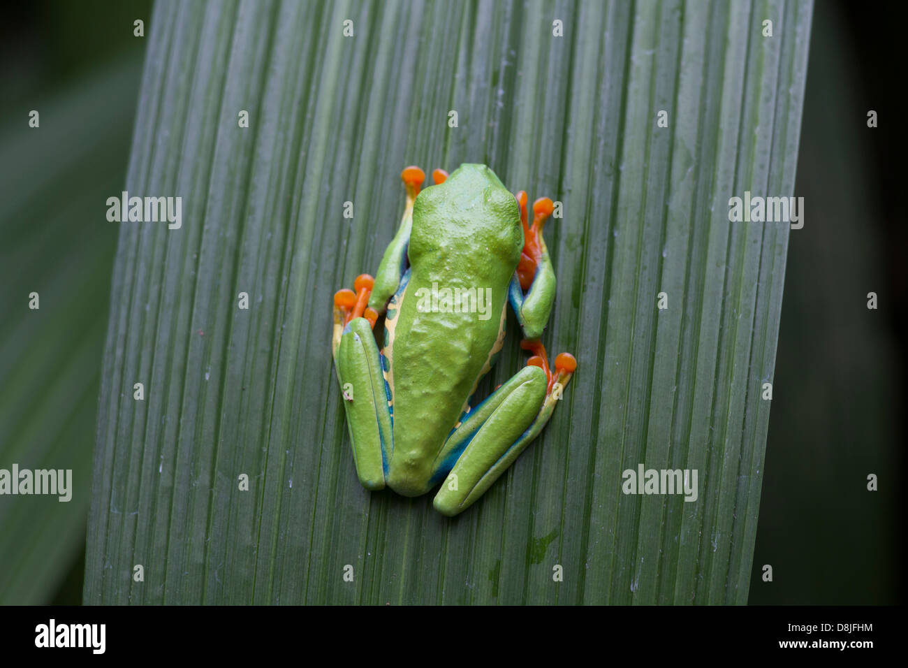 Red-Eyed Tree Frog, Agalychnis callidryas, Costa Rica Stock Photo