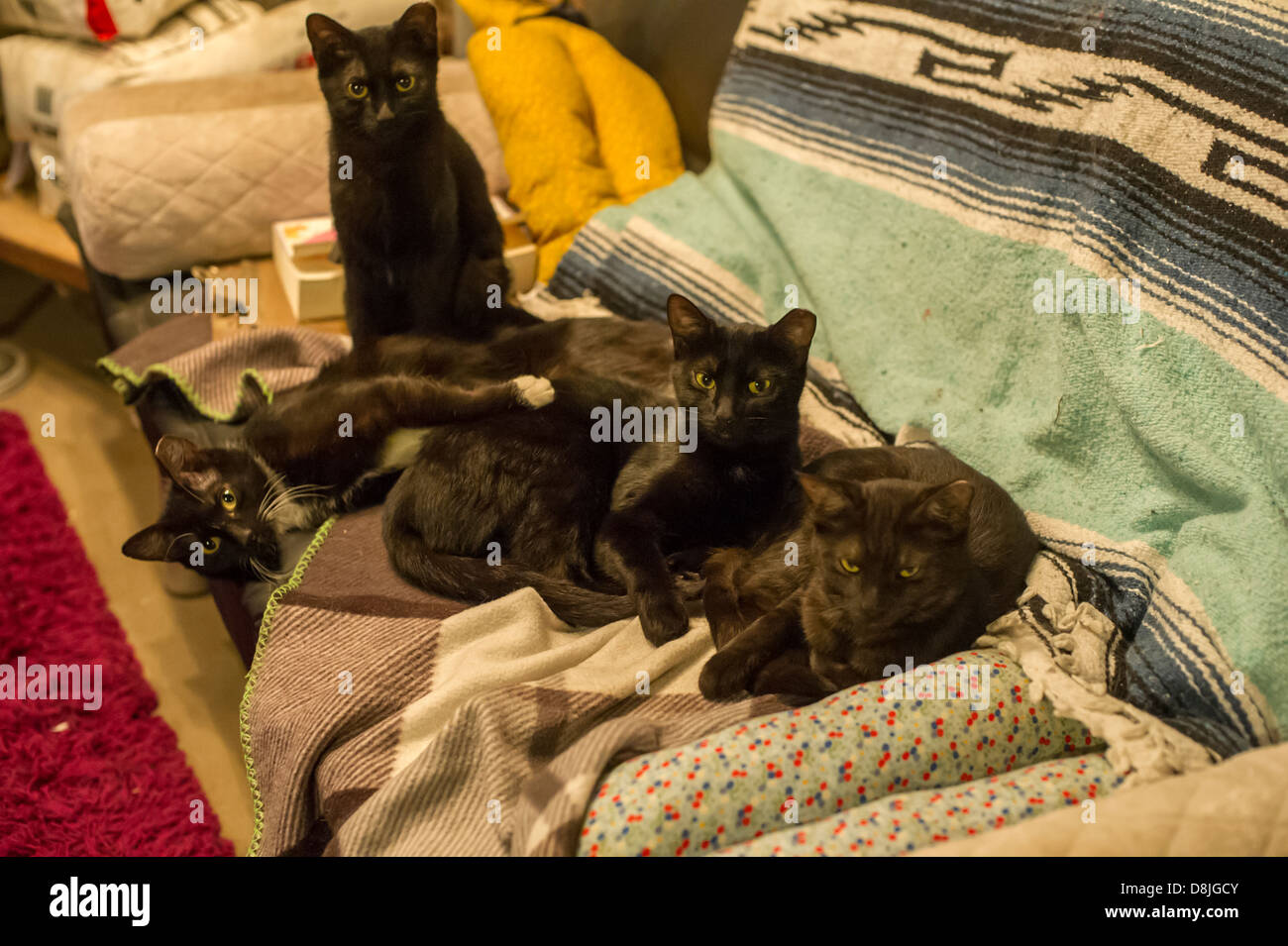 Rescued kittens in New York Stock Photo
