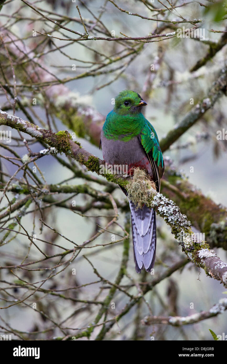 Resplendent Quetzal, Pharomachrus mocinno, San Gerardo de Dota, Parque Nacional Los Quetzales, Costa Rica Stock Photo