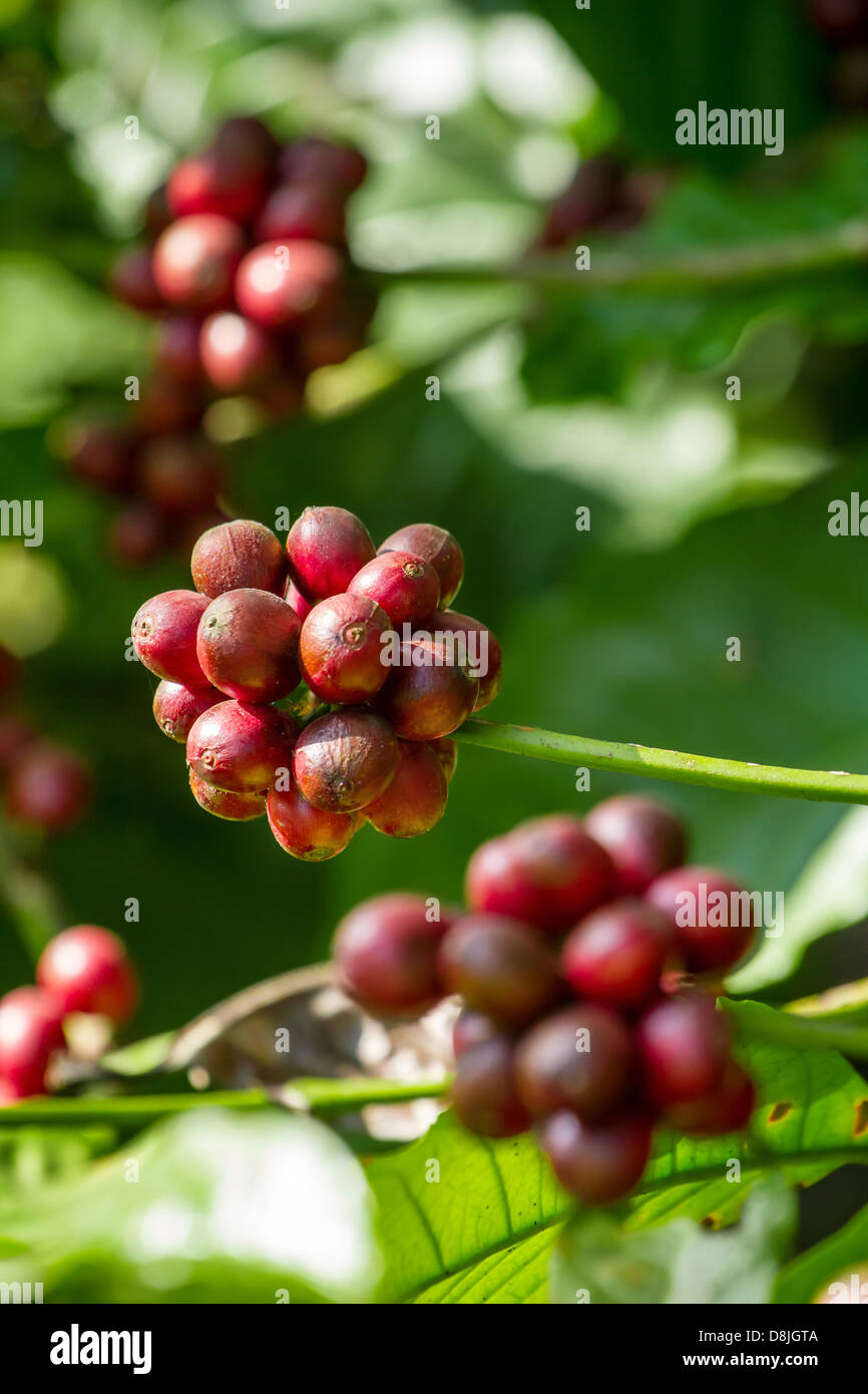 Coffee beans ripening on a tree Stock Photo