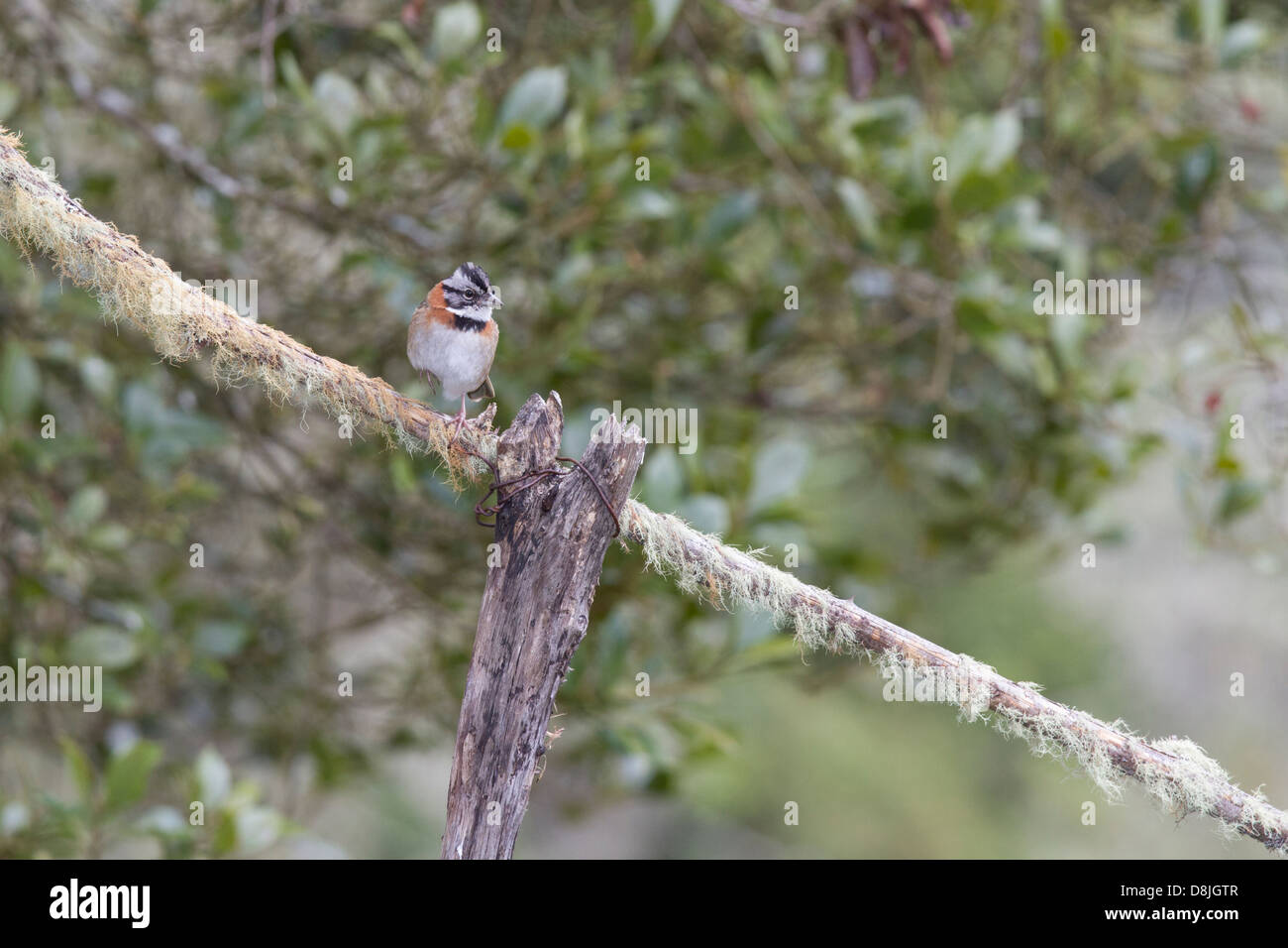 Rufous-collared Sparrow, Zonotrichia capensis, San Gerardo de Dota, Parque Nacional Los Quetzales, Costa Rica Stock Photo