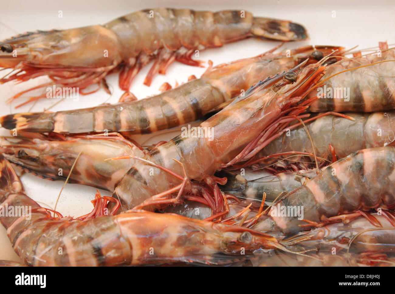 Penaeus monodon, often called the giant tiger prawn. Stock Photo