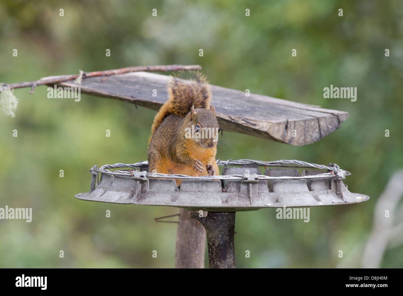 Squirrel, San Gerardo de Dota, Parque Nacional Los Quetzales, Costa Rica Stock Photo