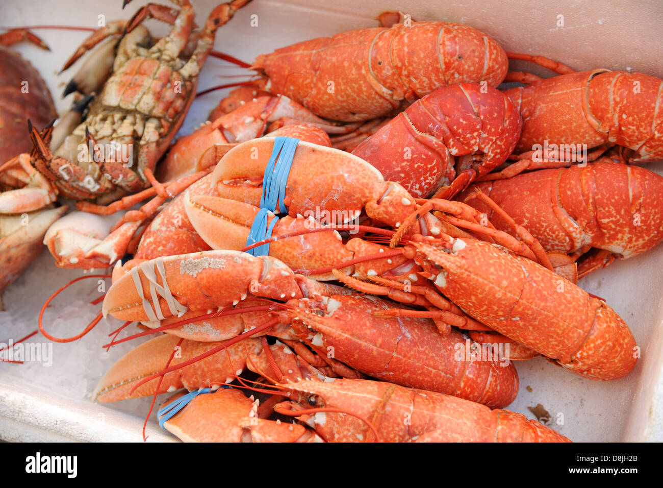 Red lobster at a fish market cooked and ready for the table. Stock Photo