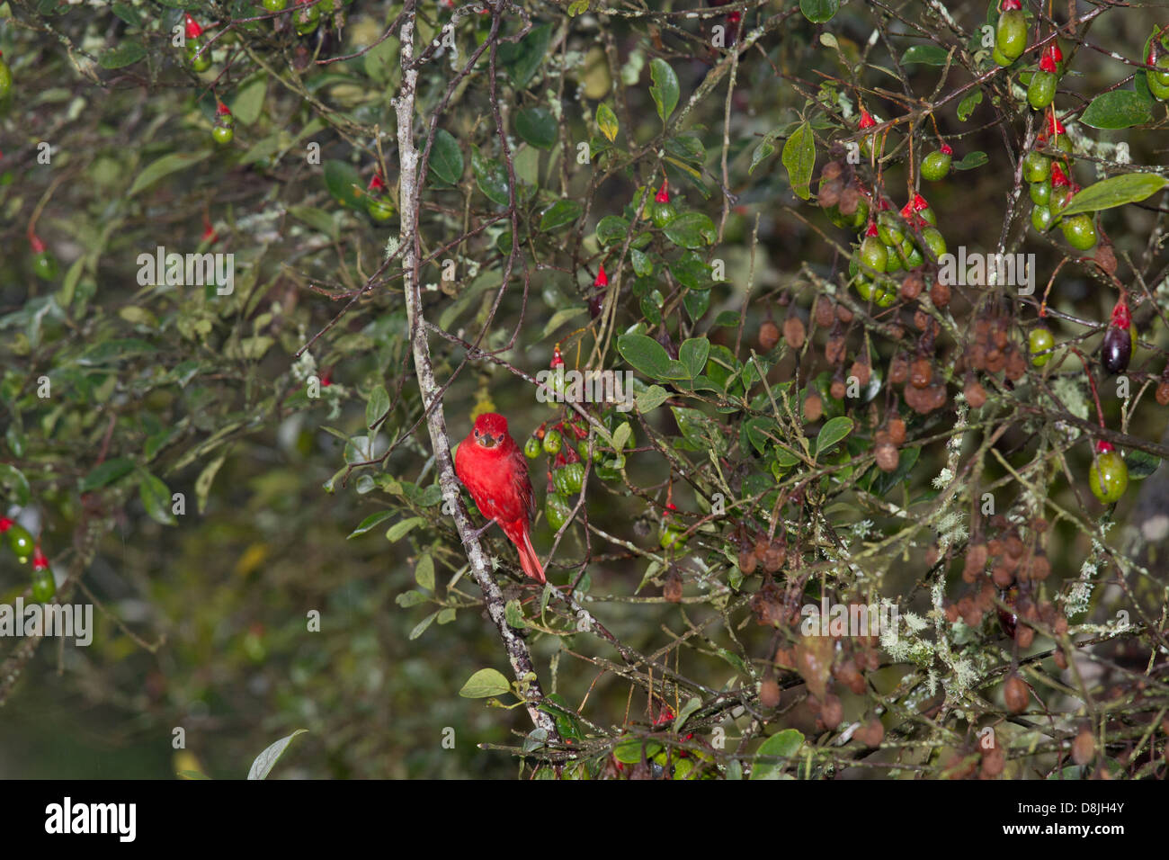 San Gerardo de Dota, Parque Nacional Los Quetzales, Costa Rica Stock Photo