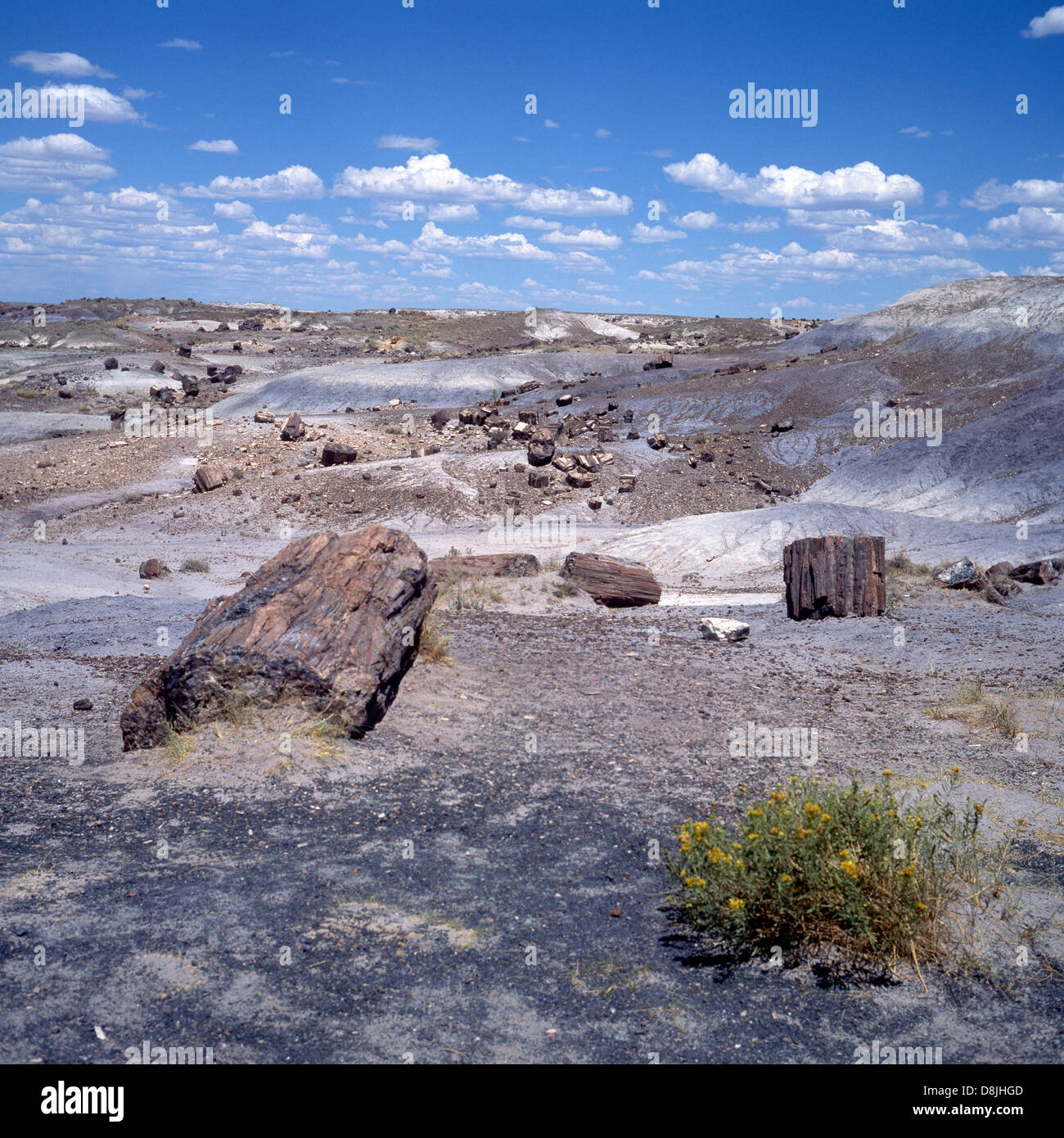 View of the rugged landscape, Petrified Forest National park (Apache & Navajo counties), Arizona, USA. Stock Photo