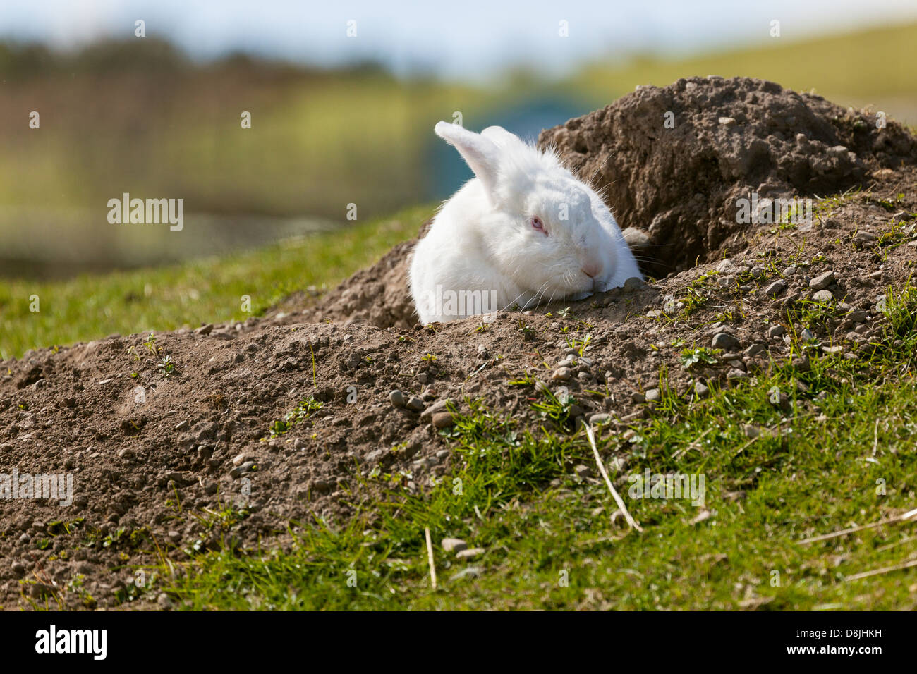 Small rabbits burrows hires stock photography and images Alamy