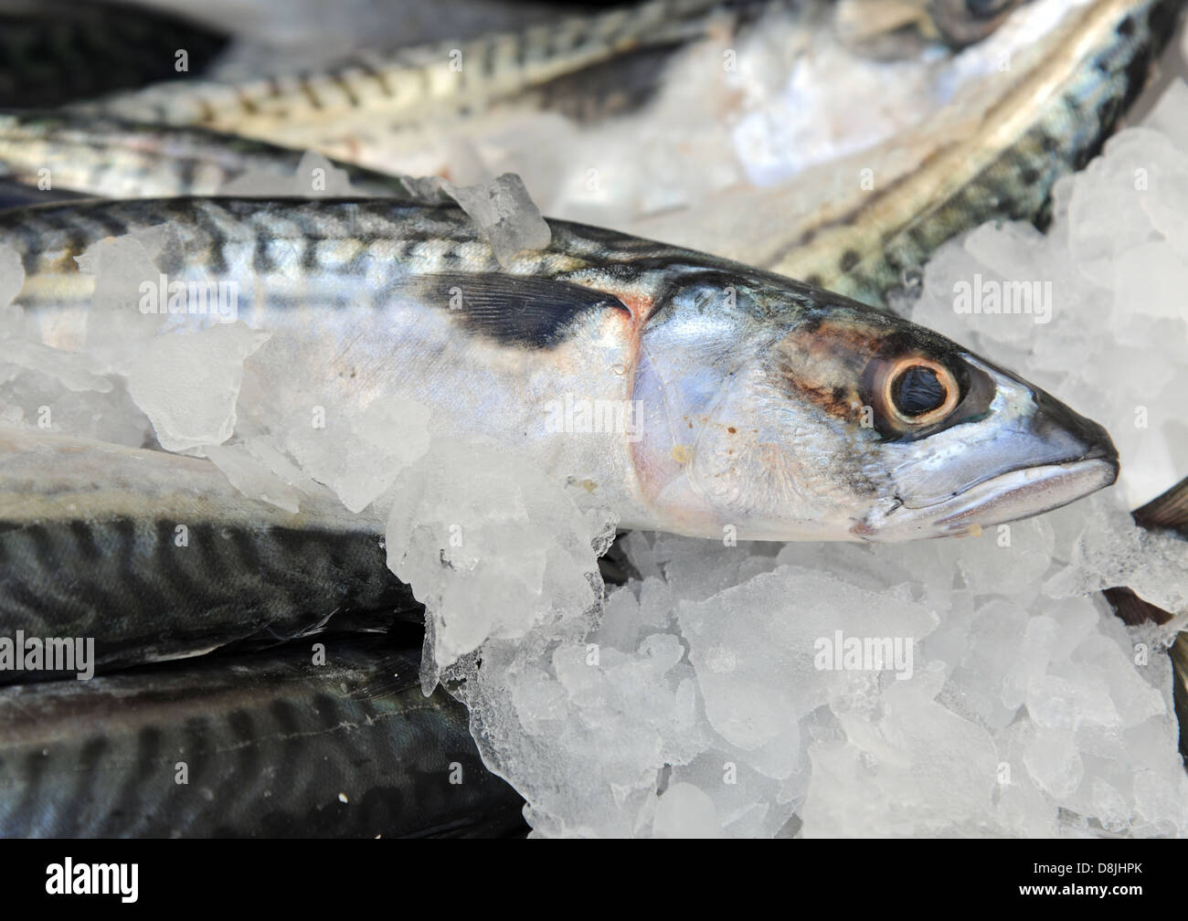 Mackerel on ice on a fishmongers stall Stock Photo