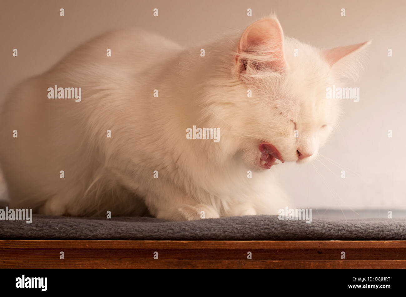 Funny persian store cat videos