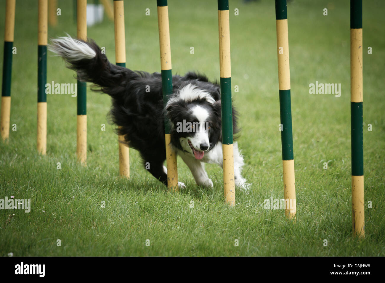 Border Collie in agility competition. Stock Photo