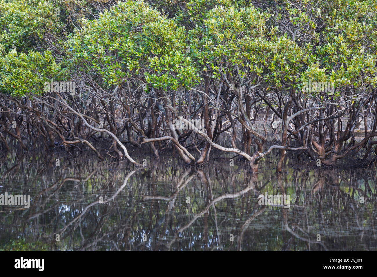 Grey Mangroves (Avicennia marina) in an estuary near Bonnie Vale in the Royal National Park, Australia Stock Photo