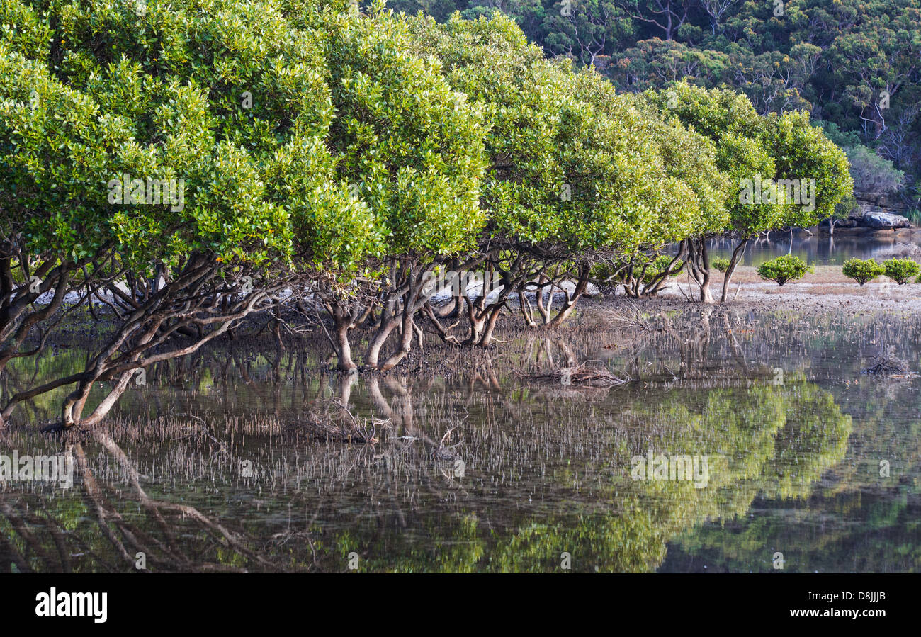 Grey Mangroves (Avicennia marina) in an estuary near Bonnie Vale in the Royal National Park, Australia Stock Photo