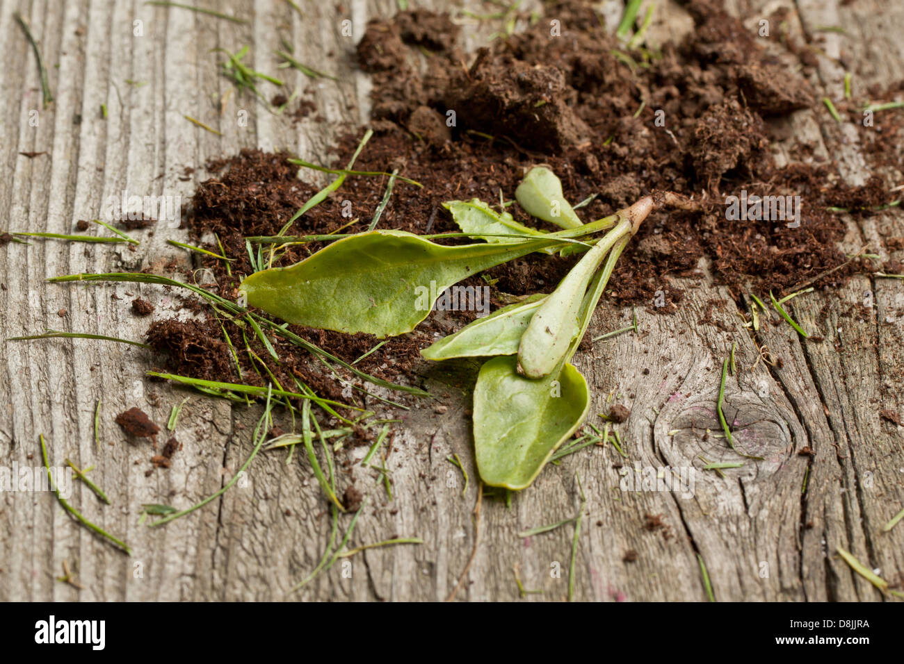 Young seedling growing in a soil on old wooden table Stock Photo - Alamy