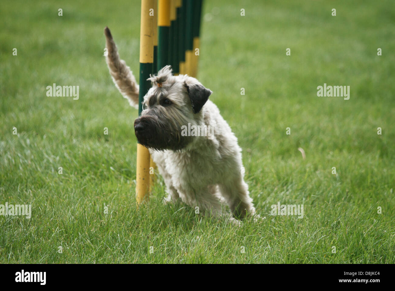 Miniature Schnauzer in agility competition Stock Photo Alamy