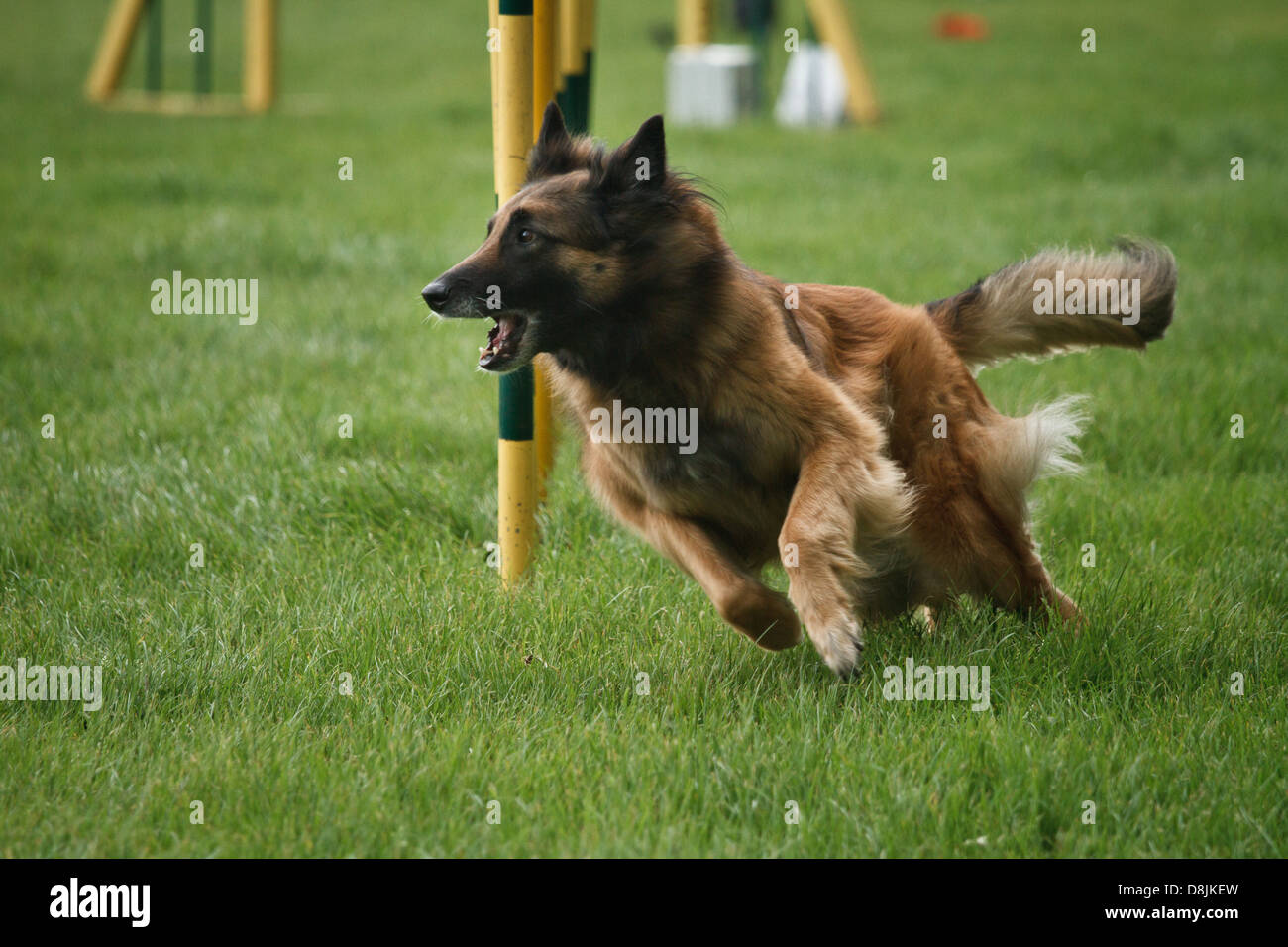 German Shepherd in agility competition Stock Photo Alamy
