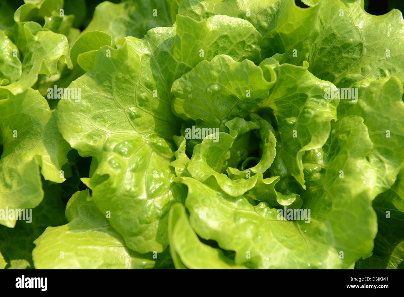 healthy lettuce growing in the soil Stock Photo Alamy