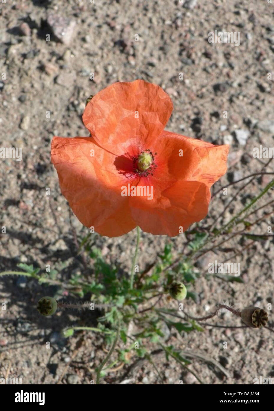 Orange poppy flower Stock Photo Alamy