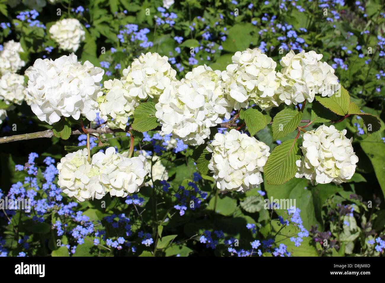 Japanese Snowball Viburnum plicatum Flowers Stock Photo