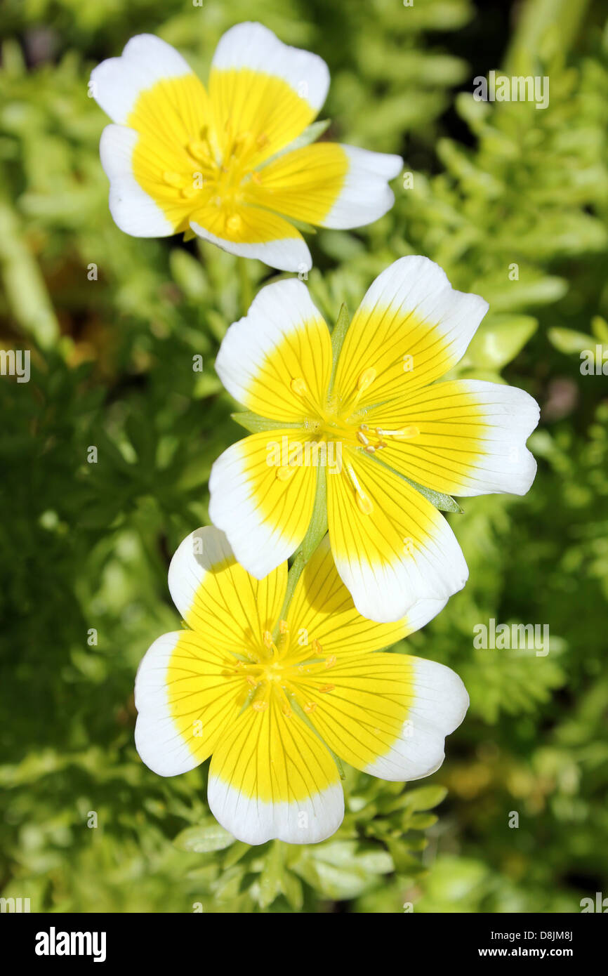 Poached Egg Plant Limnanthes douglasii Stock Photo